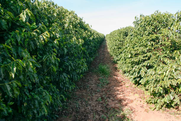 istock Farm coffee plantation in Brazil 1539849359