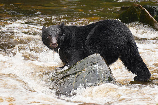 istock Black Bear misses attempt to catch a Salmon 153985967