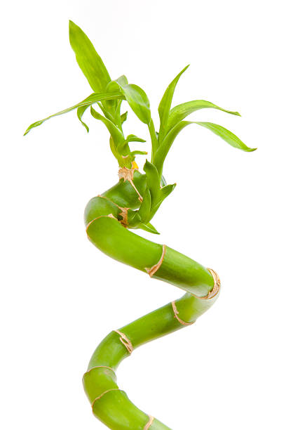 bamboo close up bamboo close up isolated on white bamboo twist stock pictures, royalty-free photos & images