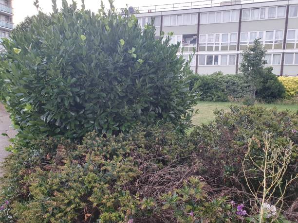 istock A large bush in front of a building 1539865799