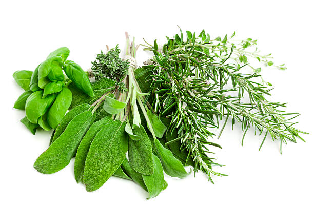 新鮮なハーブ - oregano rosemary healthcare and medicine herb ストックフォトと画像