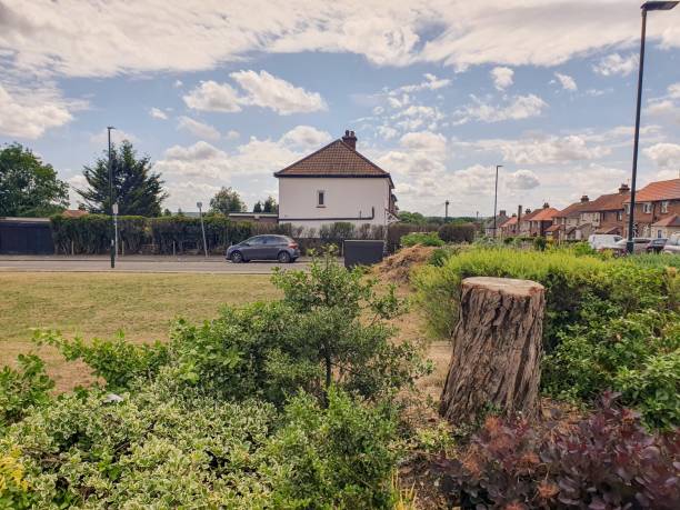 istock A house with a tree stump and bushes 1539868095