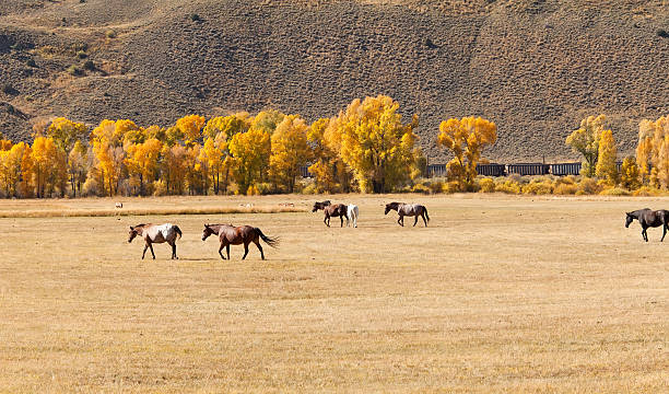 istock Horses in Pasture with Golden Aspen Trees 153987180