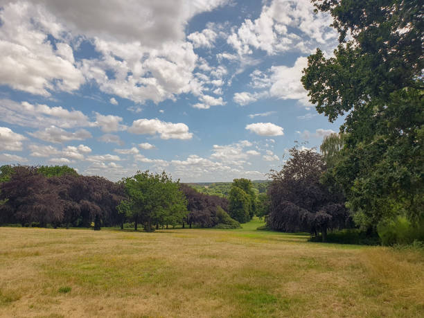 A field with trees and a blue sky with clouds in a countryside meadows
