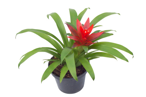 Bromeliad in pot isolated on white background