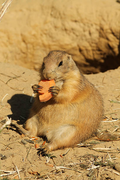 Cute marmot eating carrot near the rock