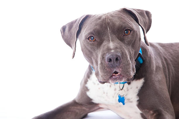 Grey Staffordshire Terrier with brown eyes laying on a white background. Selective Focus with Room for Copy.