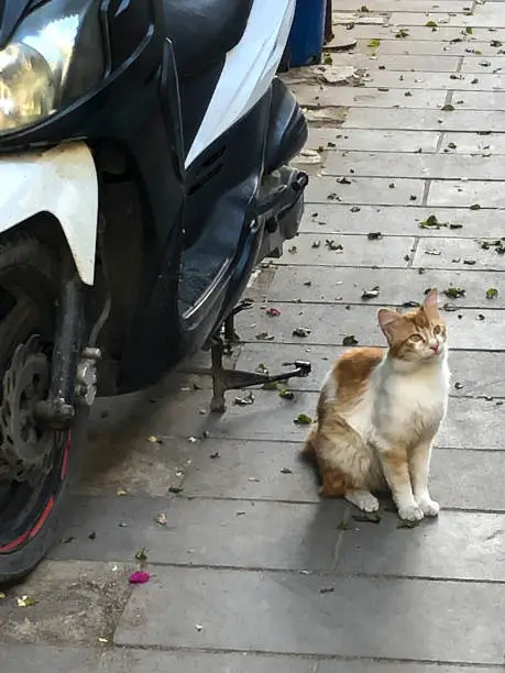 Photo of Cat on street