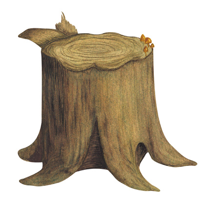 Tree stump, cut wood trunk. Watercolor illustration on a white background. Hand drawn.