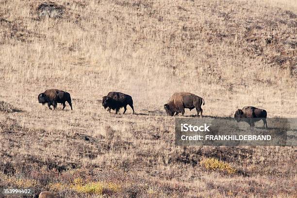 Коричневый — стоковые фотографии и другие картинки Американский бизон - Американский бизон, Без людей, Горизонтальный