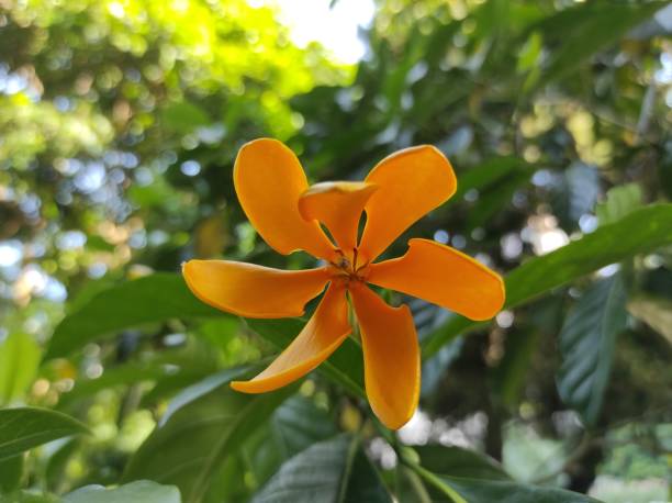 istock Gardenia carinata or Cempaka Forest Flower Tree 1539945117