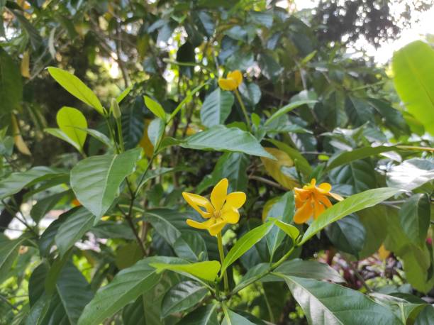 istock Gardenia carinata or Cempaka Forest Flower Tree 1539945634