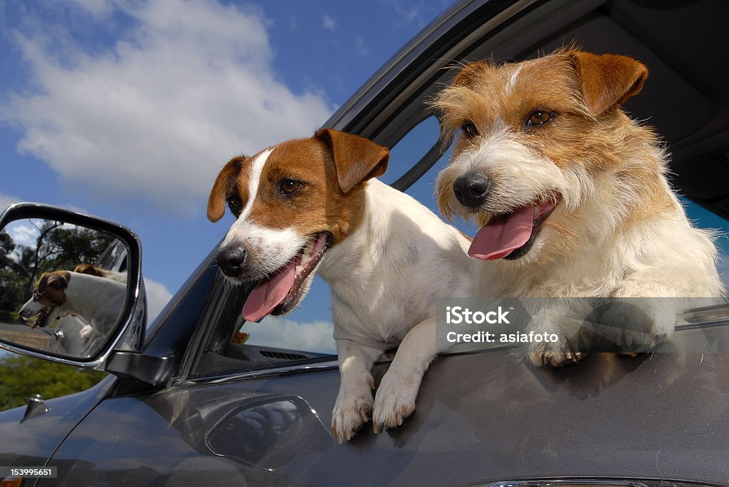 Two Dogs, Jack Russell Terriers, at Car Window Two happy dogs, Jack Russell Terriers, looking out of an open car window. Pink tongues out and paws hanging over the edge of the window. One dog is rough-coated and one smooth-coated. The car is grey and the sky blue with light white clouds. The reflection of the dogs can be seen in the car rear vision mirror. Car Stock Photo