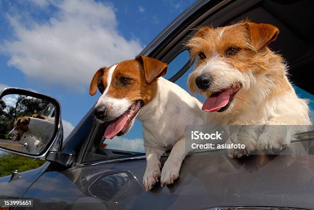 Two Dogs Jack Russell Terriers At Car Window Stock Photo - Download Image Now - Car, Dog, Looking Through Window