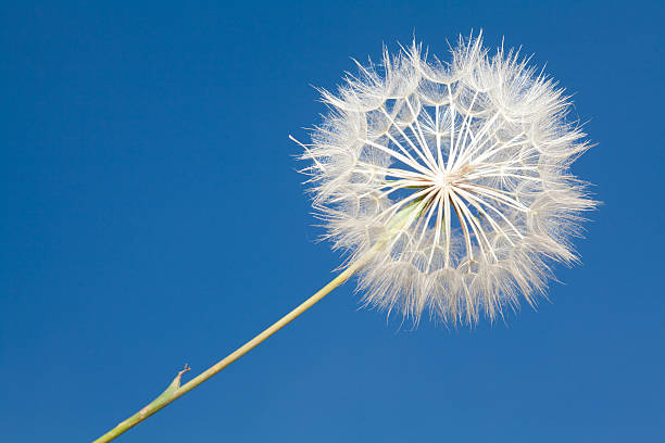 istock Dandelion blowball and flying seeds 153996322