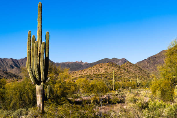 A Saguaro cactus in the foreground of mountains in Scottsdale Arizona