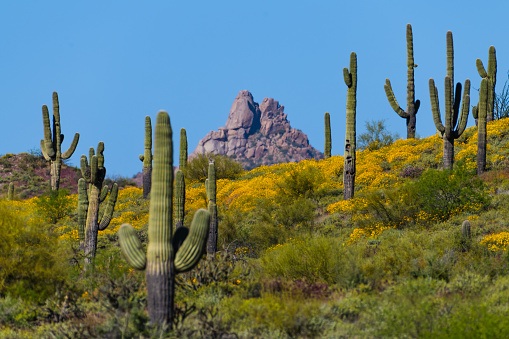 This is a photograph of a cactus in Saguaro National Park in Tucson, Arizona, USA on a spring day.