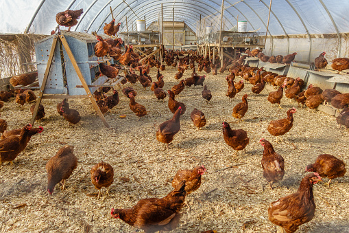 Red free-range chickens in large chicken coop facility on organic farm