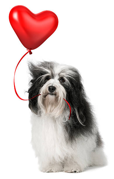 istock Lover Valentine Havanese dog 153998861