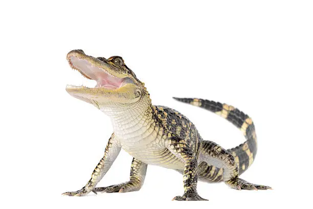 Photo of American Alligator