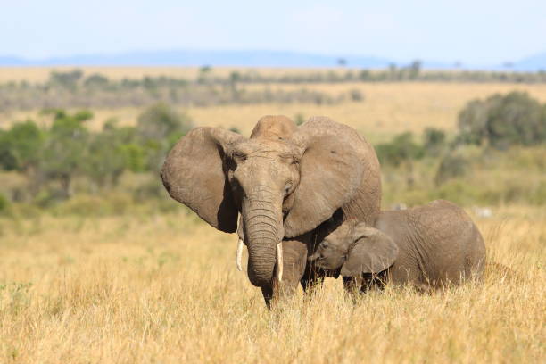 istock Baby elephant sucking mother's milk 1540006867