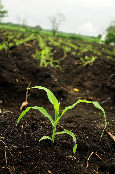 Young maize Young maize plantlet stock pictures, royalty-free photos & images