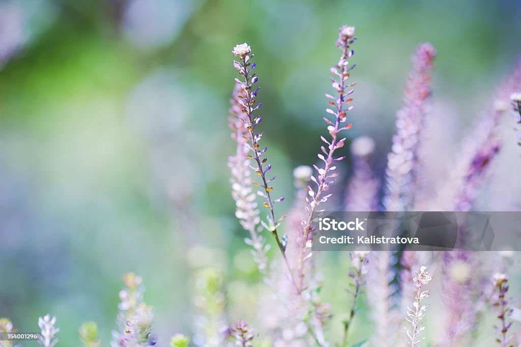 Spring time! Soft and abstract image of sunset meadow. Extremely shallow depth of field Wind Stock Photo