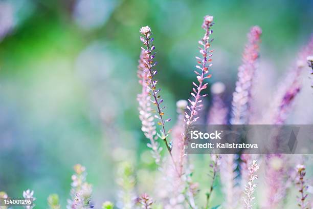 Spring Time Stock Photo - Download Image Now - Wind, Abstract, Agricultural Field