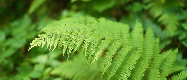 Close-up, big green fern leaf.
