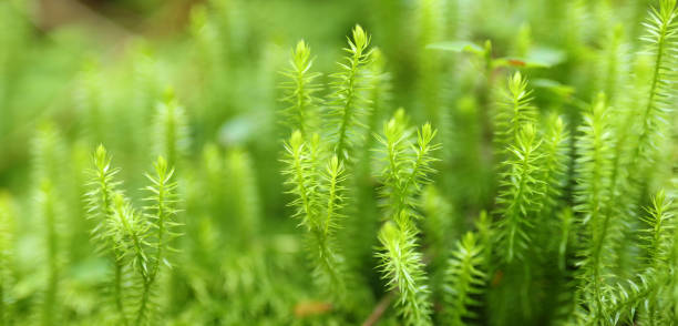 primer plano de la hierba verde del bosque de fondo ancho. - long leaved helleborine fotografías e imágenes de stock