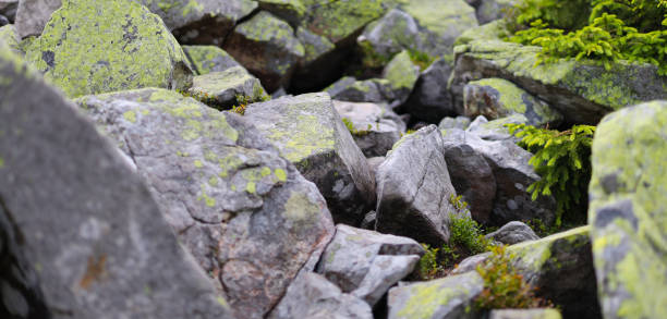 Pile of stones with moss selective focus.