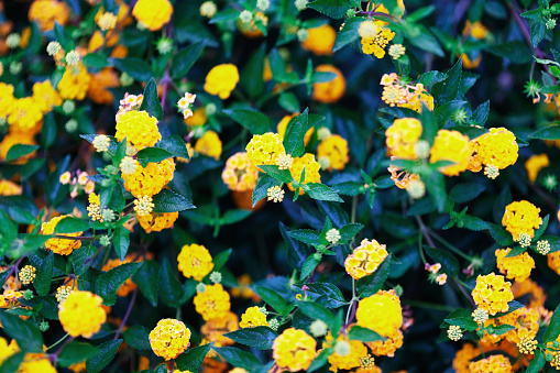 Close up photo of lantana camara flowers.
