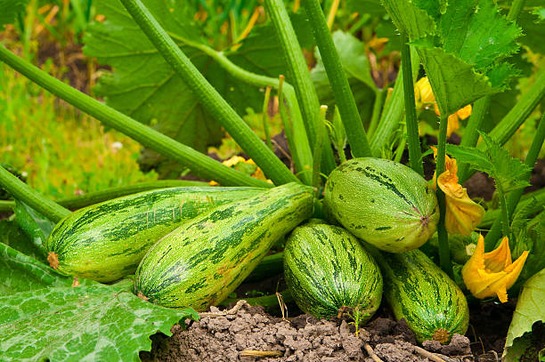 istock flowering marrow with fruits 154002849