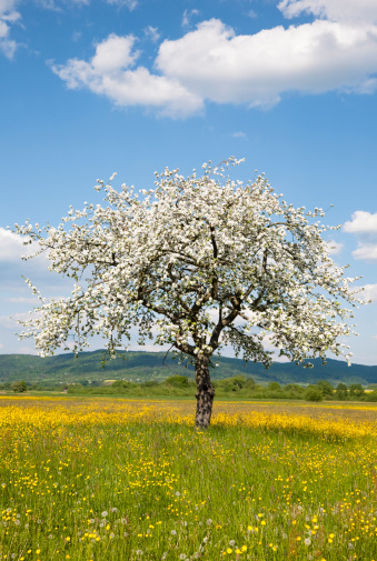 apple tree in spring landscape,