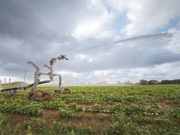 istock Watering agricultural crops during the summer 1540037272