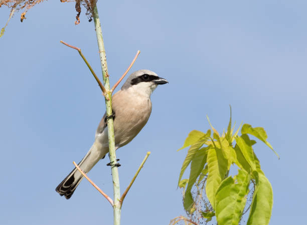 istock Red-backed shrike, a bird sits on a tree branch against the sky 1540039852