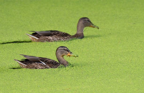 istock Mallard, Anas platyrhynchos. Birds swim in a pond whose surface is covered with algae 1540040044
