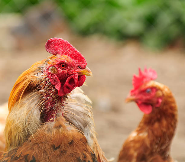 istock Plucked Rooster and Puzzled Hen 154005654