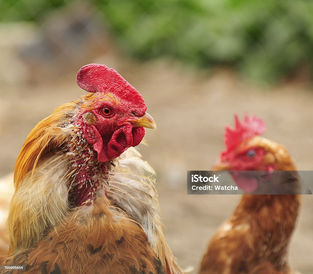 Galo galinha e perplexidade que ouvimos colhidas - Foto de stock de Animal royalty-free