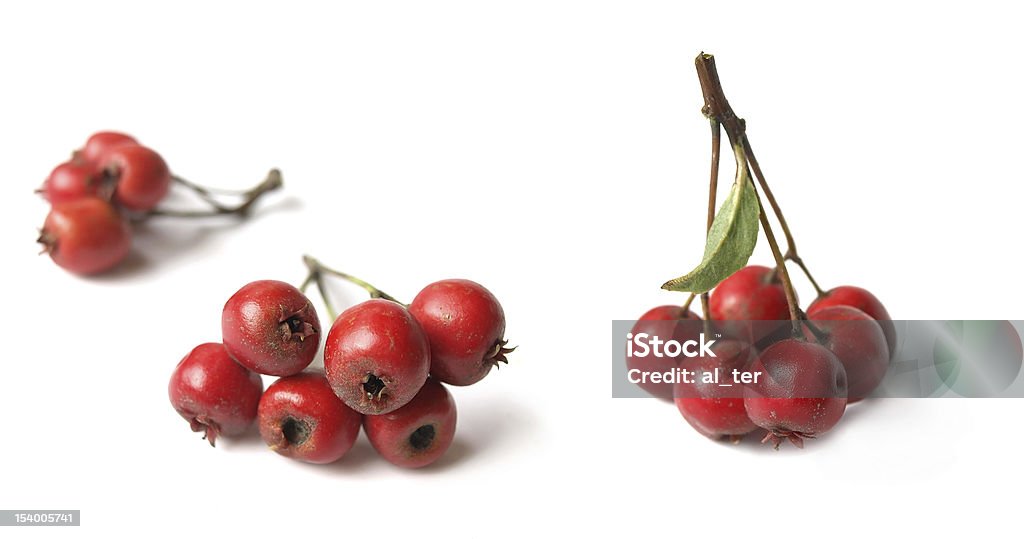 Hawthorn (Crataegus) Christmas symbol, well known for its health benefits. Alternative Medicine Stock Photo