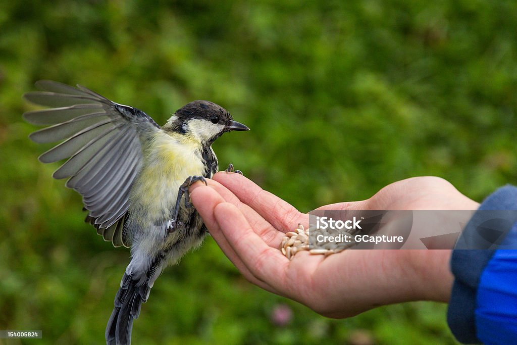 tit feeding in hand tit feeding in girl hand with seeds Animal Stock Photo