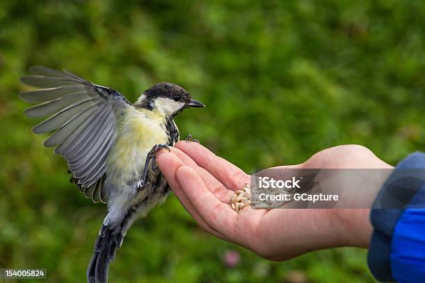 Tit Feeding In Hand Stock Photo - Download Image Now - Animal, Animal Body Part, Animal Wing
