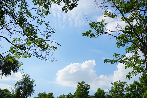 Blue sky background  in leaf frame in garden
