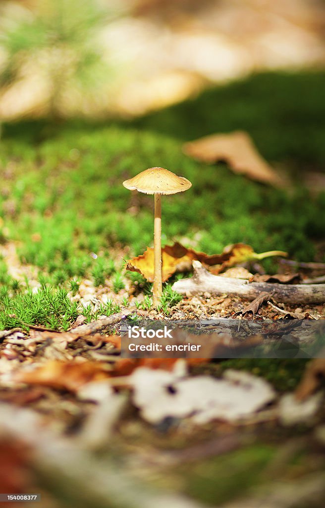 Cogumelo venenoso em uma floresta - Royalty-free Ao Ar Livre Foto de stock