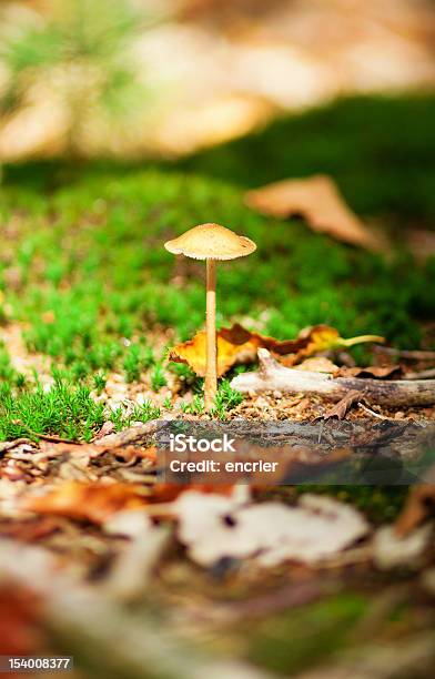 Cogumelo Venenoso Em Uma Floresta - Fotografias de stock e mais imagens de Ao Ar Livre - Ao Ar Livre, Bosque, Cogumelo