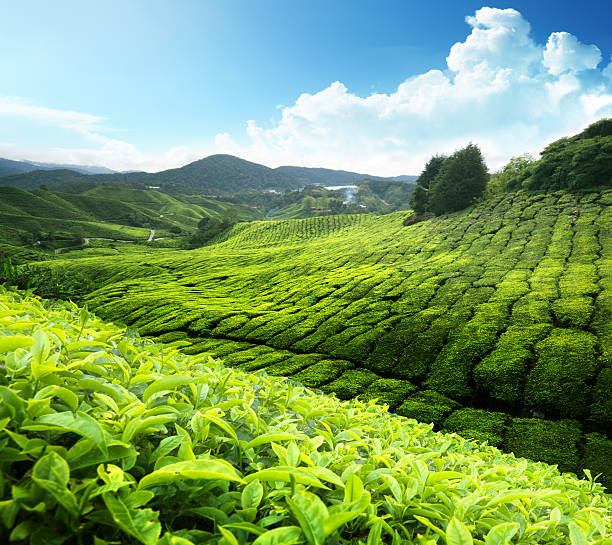 istock Tea plantation Cameron highlands, Malaysia 154008383