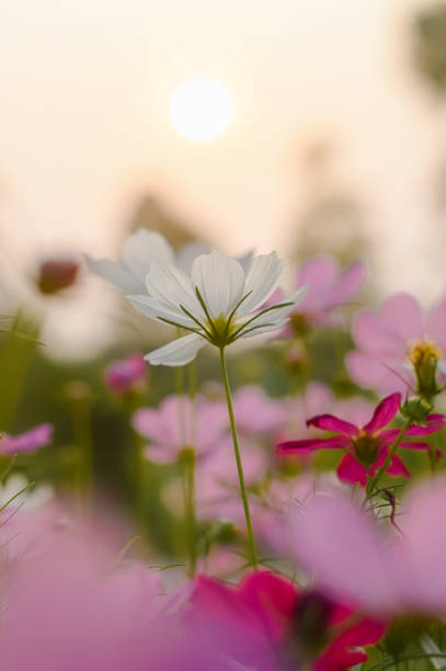 istock White cosmos flower in the garden with sunset time 1540085539