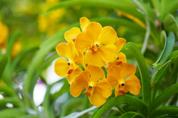 Close-up yellow orchids in garden.