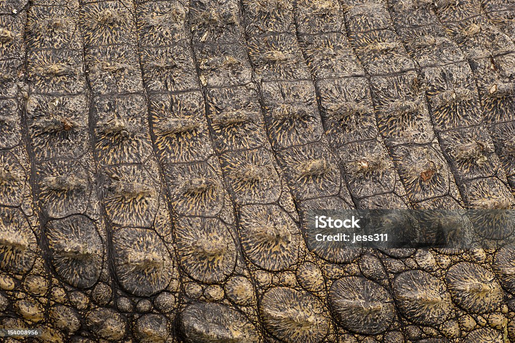 Mit Kroko Haut - Lizenzfrei Alligator Stock-Foto