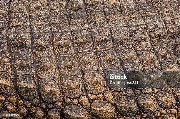 Mit Kroko Haut Stockfoto und mehr Bilder von Alligator - Alligator, Alligatorenleder, Altertümlich